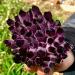 Natural Amethyst geode Quartz Cluster Crystal Specimen Home Collections (Size : 350-400g) - Buy Online on GoSupps.com