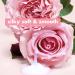 Love Beauty and Planet Blooming Color Conditioner with Murumuru Butter & Rose - 13.5 fl oz (400 ml) - Buy Online on GoSupps.com