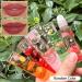 Shop Lip Oil Set for Teenage Girls | Fruity Flavors Roll On Lip Gloss & Moisturizer | Perfect Gift for Dry Cracked Lips - Buy Online on GoSupps.com