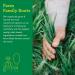 Amazing Grass Green Superfood Energy Organic Powder with Wheat Grass and Greens Flavor: Lemon Lime 30 Servings 7.4 Ounces - Buy Online on GoSupps.com