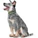 HUNTER Convenience Comfort Dog Collar - Plastic & Neoprene 60L Apple Green - International Shipping Available - Buy Online on GoSupps.com