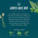 Caldrea Biodegradable Dish Soap with Soap Bark and Aloe Vera - Juniper Laurel Mint Scent 16 oz - Buy Online on GoSupps.com