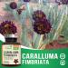 Caralluma Fimbriata Extract 1200mg - Natural Endurance Support Vegan Capsules for Women and Men - 240 Count - Buy Online on GoSupps.com
