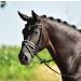 BUSSE COMFORT Black/Rhinestone-Multi Bridle for Thoroughbreds - Premium International Shipping - Buy Online on GoSupps.com