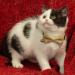 Gyapet Cat Collar Breakaway Bowtie Safety Set - Adjustable Kitten Puppy Collars with Bell - Solid Plaid Colors (Pink & Blue) - 2pcs - Buy Online on GoSupps.com
