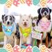 Easter Dog Bandana Set - 20 Pcs Washable Triangle Bibs for Dogs & Cats - Rabbit, Egg, Carrot Design - Adjustable & Washable Pet Scarfs - Easter Pet Accessories - Buy Online on GoSupps.com