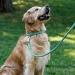Collardirect Handmade Round Leather Dog Collar - Softly Padded Adjustable for Small to Big Dogs & Cats Available in Black Pink Red Purple Blue Mint Green (30-35 cm) - Buy Online on GoSupps.com