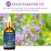 100ML Clove Essential Oil 100% Pure Undiluted Aromatherapy Clove Oil 3.38fl.oz for Soap Candle Making Massage Diffuser Humidifier BR-Clove 100.00 ml (Pack of 1) - Buy Online on GoSupps.com