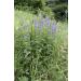 Speedwell Herb Tea | Veronica Officinalis L | V ronique Officinale Herbe Tisane | Health Embassy (50g) - Buy Online on GoSupps.com
