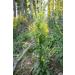 Goldenrod Herb Tea | Solidago Virgaurea L | Solidage Verge D'OR Herbe Tisane | Health Embassy (100g) - Buy Online on GoSupps.com