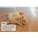 Premium Quality Real Canadian Mint - Dried Catnip Flowers & Leaves (30g) for Cat Toys & Crafts - Buy Online on GoSupps.com