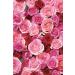 Khadi Rose Love Ayurvedic Elixir - Luxurious 100ml Skin & Soul Oil | 100% Natural Vegan & Regenerating Beauty Oil - Buy Online on GoSupps.com