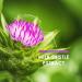 ALPHA01 Organic Milk Thistle Extract 7500mg 80% Silymarin Flavonoids 30:1 Extract 60 Vegan Capsules - Standardized and Concentrated 30X Extract - Buy Online on GoSupps.com