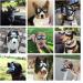 JIAMIAN Dog Goggles - Anti-UV Windproof Eye Protection for Medium & Large Dogs, Black - Buy Online on GoSupps.com