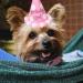 Suoxu Dog Birthday Party Hat & Gift Set - Cute Cotton Triangle Scarf & Happy Birthday Bandana for Puppies - Buy Online on GoSupps.com