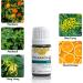 Pranarom Essential Oil Diffusion Blend - Peace 0.17 fl oz (5 ml) | Aromatherapy Relaxation - Buy Online on GoSupps.com