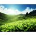 Buy Me mer White Tea Vanilla-Peach | Vegan Gluten-Free Lactose-Free | 25 Tea Bags for International Shipping - Buy Online on GoSupps.com