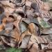 FLYEGO Camo Netting Bulk Roll - Lightweight Waterproof Mesh Net for Hunting, Sunshade, Decoration - 5ft x 16.4ft - Camouflage Netting for Duck Hunting and Car Cover - Buy Online on GoSupps.com