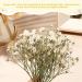 Dried Ivory White Babys Breath Flowers Bouquet - 50 Pcs | Real Gypsophila Branches for Wedding Decor, Resin Art, DIY Crafts - Buy Online on GoSupps.com