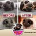 Natural Dog Paw Balm for Hot Pavement Protection | Paw Wax for Dry & Cracked Paws | Paw Moisturizer for Cats & Dogs - Buy Online on GoSupps.com