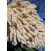 Date Palm Pollen 100 Grams - Buy Online on GoSupps.com