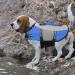 Buy Cit toile Adjustable Life Jacket for Small Dogs - Breathable & Comfortable Swimming Safety with Handle - Perfect for Canoeing & Kayaking - Blue M - Buy Online on GoSupps.com