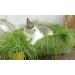Glaeser Easygreen Cat Grass 1.20 m | Dietary Supplements for Cats | Hairball Relief & Stomach Cleaning for Indoor Cats - Buy Online on GoSupps.com