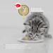 Peticare Muscle Building Powder for Cats | Essential Amino Acids & Collagen | Strengthens Muscles & Joints | Natural Supplement 125g - PETCAT Health - Buy Online on GoSupps.com