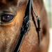 HORZE Weston Padded Leather Horse Bridle with Flash Noseband & Web Reins - Brown | Snaffle Bridle - Buy Online on GoSupps.com
