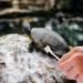 Turtle Brush with Suction Cup Turtle Shell Cleaning Brush Mini Sea Turtle Shell Removal Mud Care Brush Pet Turtle Supplies with Small Pet Toothbrush - Buy Online on GoSupps.com