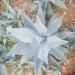 agave agave - Buy Online on GoSupps.com
