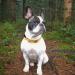 Joytale Reflective Dog Collar for Small Dogs - Brown Size S (Pack of 1) | Durable & Stylish - Buy Online on GoSupps.com