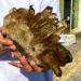 8LB Natural Citrine Cluster Specimen Quartz Crystal Suitable for Home ERTEYIN - Buy Online on GoSupps.com