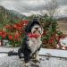 Shop Lionheart Glory Christmas Checkered Dog Collar - Adjustable & Comfortable Bowtie for Small Dogs - Perfect Holiday Gift (1 Pack) - Buy Online on GoSupps.com