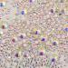 NCB 8000pcs Non Hotfix Rhinestones Set | 10 Sizes Flatback Crystal Glass Rhinestones | Tweezers & Picking Pen | Nail Art, Crafts, DIY - Crystal AB Mix SS3-SS30 - Buy Online on GoSupps.com