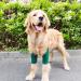 Adjustable Breathable Dog Elbow Brace Effective Recovery Pet Elbow for Small Medium Large Dogs with Leg Wounds (XL) - Buy Online on GoSupps.com