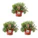 3X Sch npolster - Callisia repens - food plant for bearded dragons birds guinea pigs rabbits