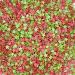 Christmas Red and Green Star Shape Cake Topper Sprinkles - Festive Edible Glimmer Sugar Decorations (25g) - Buy Online on GoSupps.com