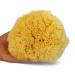 Real Natural Sea Sponges Multipack - 5pc Spa Gift Set for Bath, Shower, and Facial Cleansing - Perfect Gift for Moms, Brides, Girlfriends, Teens - Kind on Skin - Includes Premium Bag (5 Pack) - Buy Online on GoSupps.com