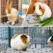 Namalu 4-Piece Guinea Pig Cage Fleece Pads | Reusable & Absorbent Star Pattern Mat (24 x 18 inches) - Ideal for Litter Training - Buy Online on GoSupps.com