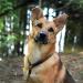Lionto Dog Collar - Retriver Training Collar | 40 cm Length Brown 0.8 cm Thickness - International Shipping Available - Buy Online on GoSupps.com