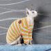 Buy Pumyporeity Sphynx Cat Sweater - Warm Cotton Vest for Hairless Cats | Yellow Stripes XL | Stylish Kitten Jumper Costume - Buy Online on GoSupps.com