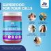 BioVitalica Sea Moss Gel - Raw Organic Irish Sea Moss - Dr Sebi Vegan Superfood - 100% Natural Elderberry Infused Gel - Premium Quality (12 Fl Oz) - Buy Online on GoSupps.com