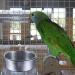Wegreeco Stainless Steel Bird Feed Cups - 2 Pack Parrot Water & Food Bowl with Clamp Holder for Birds - Buy Online on GoSupps.com