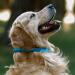 Collardirect Handmade Round Leather Dog Collar - Soft Padded Adjustable for Small & Large Dogs - Available in Black Pink Red Purple Blue (48-53 cm) - Buy Online on GoSupps.com
