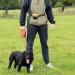 Total Pet Dog Treat Pouch Bag - Silicone, Belt & Clip, Magnetic Closure | Ideal for Puppy & Dog Training/Walking - Buy Online on GoSupps.com