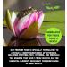 Love Wildlife - Wildlife Pond Food 80g - Frogs Toads Newts - Buy Online on GoSupps.com