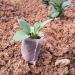 Honrane Gardening Bag Easy To Use High Performance Mini Environment-friendly Growing Bag for Flowers 18cm x 20cm 1 count (Pack of 1) - Buy Online on GoSupps.com