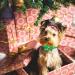 BIPY Christmas Charms Bowties for Pet Small Dogs Cats Puppy Bow Ties Necktie Adjustable Slides Collars Assorted Random Colors and Styles for Party Grooming Accessories Christmas bowties 50pcs - Buy Online on GoSupps.com
