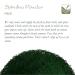 Buy Organic Spirulina Powder - Premium Algae Supplement 200g (1 Pack) - Boost Energy & Wellness - Buy Online on GoSupps.com